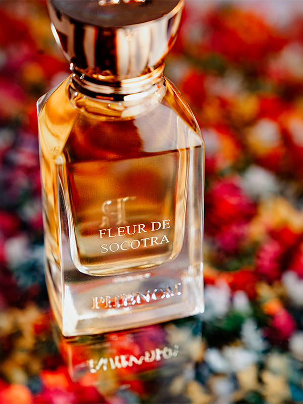 FLEUR DE SOCOTRA